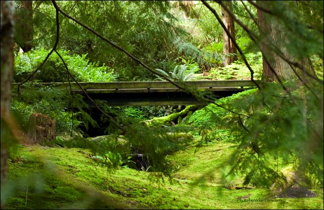 moss_garden_bridge.jpg