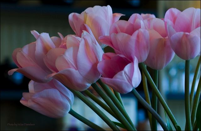 pink_tulips_in_seeds.jpg