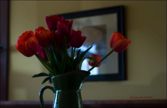 red_tulips_at_seeds.jpg