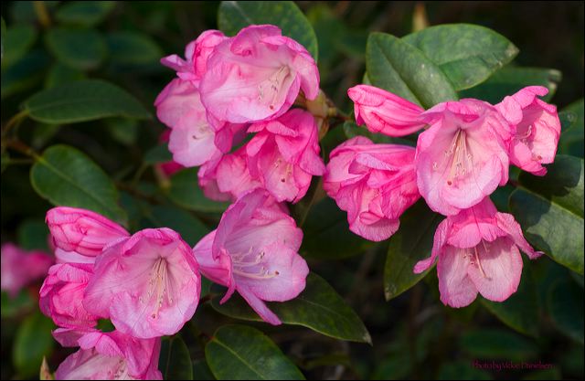 rhododendron.jpg