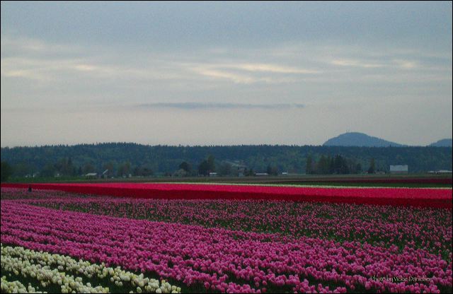 six-toned_tulips.jpg