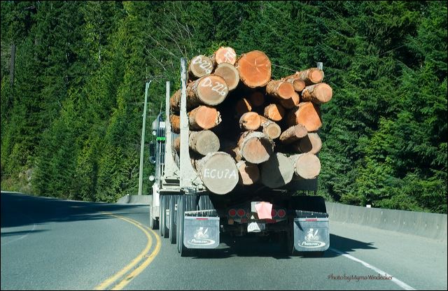 so_go_the_trees.jpg