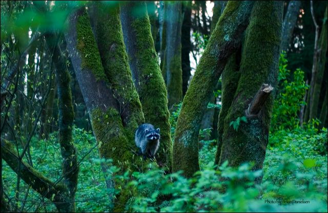 stanley_raccoon.jpg