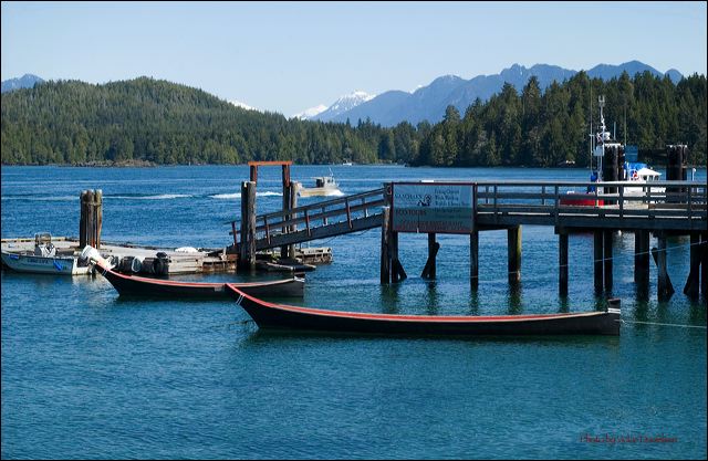 the_sitka_of_tofino.jpg