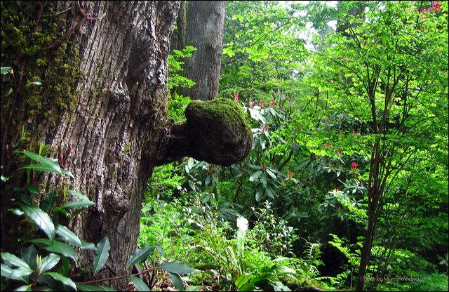 tree_knob.jpg