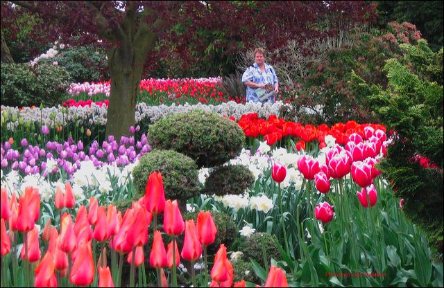 tulip_shopper.jpg