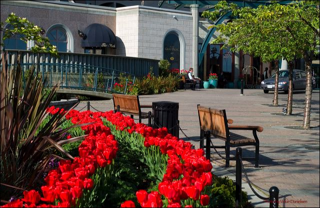 tulips_at_hotel_grand_pacif.jpg