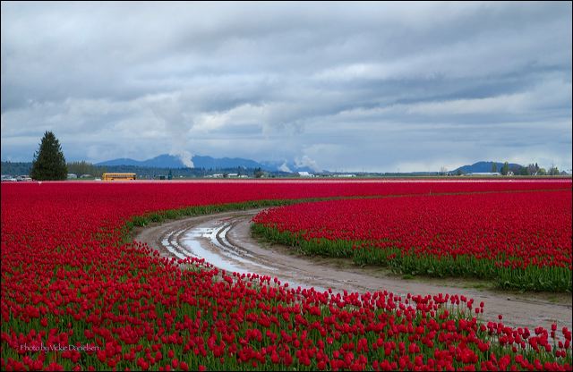 tulips_in_a_puddle.jpg