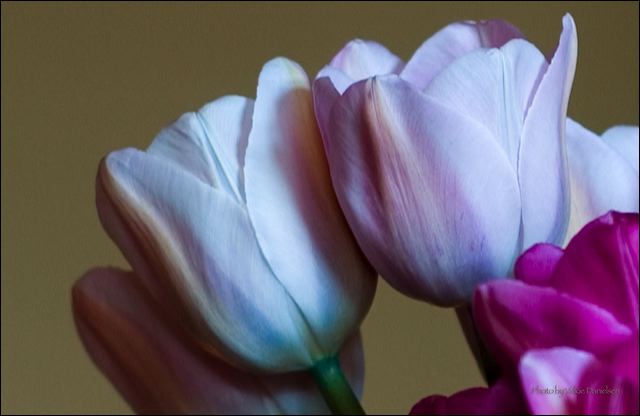 tulips_mmmmm.jpg