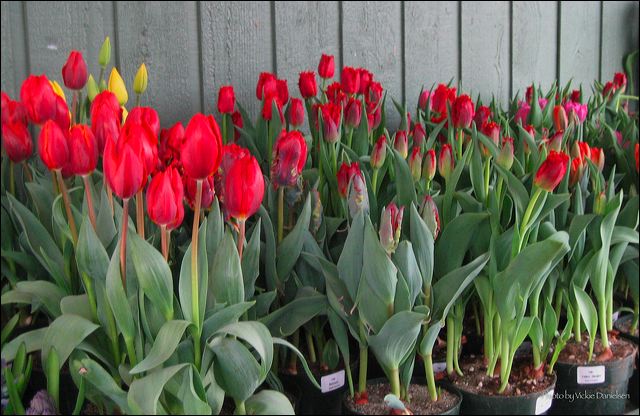 tulips_potted.jpg