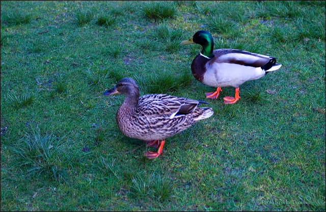 two_friendly_mallards.jpg