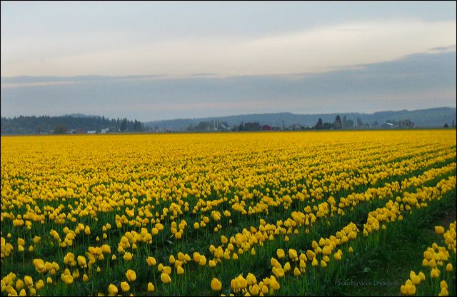 yellow.jpg